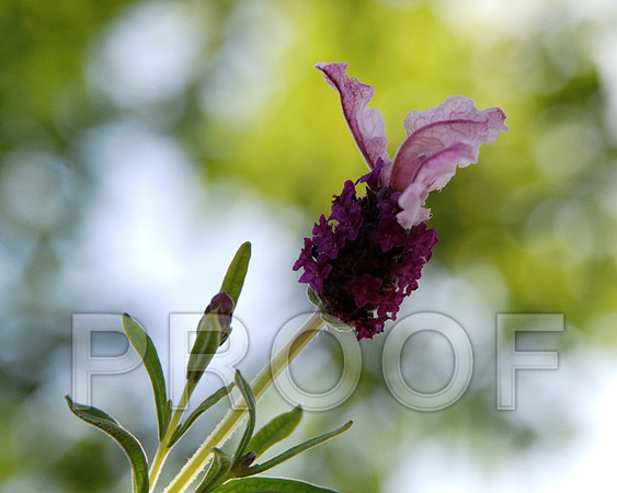 DSC_0048.JPG