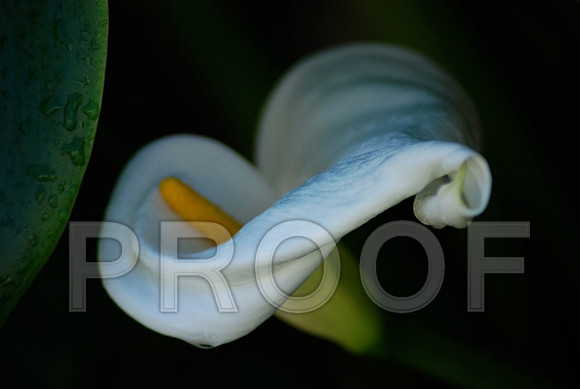 Calla Curl